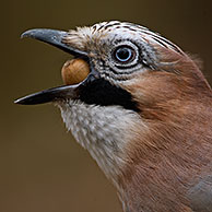 Jay (Garrulus glandarius) with acorn in beak, Belgium