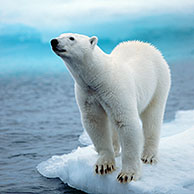 Polar bear (Ursus maritimus) on ice floe, Svalbard, Norway