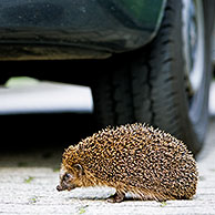 European hedgehog (Erinaceus europaeus) walking in front of car, Germany