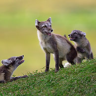 Arctic fox (Vulpes lagopus / Alopex lagopus) adult and cubs at den on the tundra in summer, Lapland, Sweden