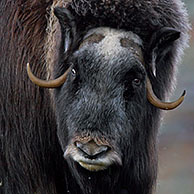 Muskox (Ovibos moschatus) herd on the tundra in autumn, Dovrefjell-Sunndalsfjella National Park, Norway