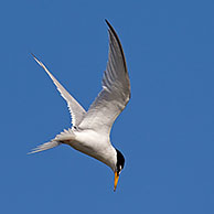 Little Tern (Sternula albifrons / Sterna albifrons) hovering prior to diving for fish