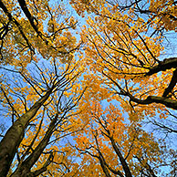 Norway maple tree (Acer platanoides) in autumn colours, Belgium