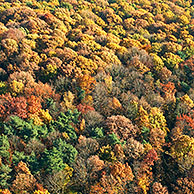 Mixed forest with Oak (Quercus robur), Birches (Betula sp.) and pool in autumn from the air, Belgium