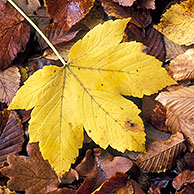 Fallen Sycamore leaf (Acer pseudoplatanus) among European beech (Fagus sylvatica) leaves in autumn colours, Ardennes, Belgium
