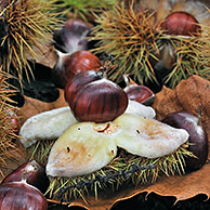Spiny cupules containing nuts of Sweet chestnut (Castanea sativa) lying on the forest floor, Belgium