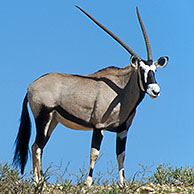 Two gemsbok (Oryx gazella gazella) standing on dune, Kgalagadi NP, Kalahari desert, South Africa