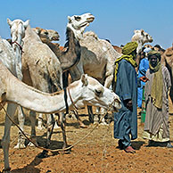 Dromedary camels (Camelus dromedaries) at camel market, Zinder, Niger, Africa