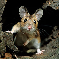 Wood mouse (Apodemus sylvaticus) in forest leaving hollow tree, Europe