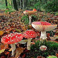 Fly agaric mushroom (Amanita muscaria) in autumn forest