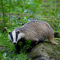 European badger (Meles meles) on rock in forest, Sweden