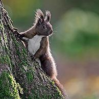 Cute Eurasian red squirrel (Sciurus vulgaris) foraging on the ground in leaf litter on the forest floor in autumn woodland