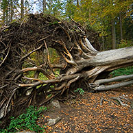 Fallen beech tree (Fagus sylvatica) exposing roots in autumn forest, Germany