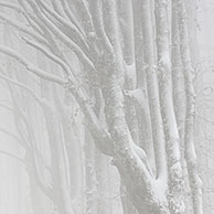 Snow covered Beech forest (Fagus sylvatica) in mist in winter, France
