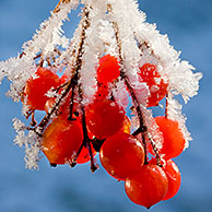 Guelder rose berries (Viburnum opulus) covered in hoar frost in winter, Belgium 