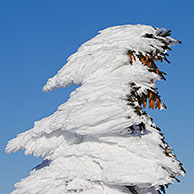 Frozen snow covered spruce trees after snowstorm in winter at Brocken, Blocksberg in the Harz National Park, Germany