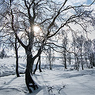 Snow and hoar frost covered birch trees in frozen moorland at the nature reserve High Fens / Hautes Fagnes in winter, Belgian Ardennes, Belgium