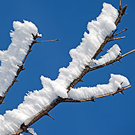 Branches of tree covered in white hoar frost and snow in winter showing ice crystal formation pointing in same direction by wind