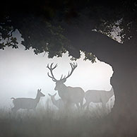 Gutting / Field dressing of roe deer by hunter with knife in the Ardennes, Belgium