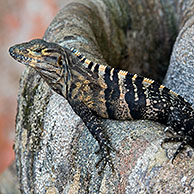 Black ctenosaur (Ctenosaura similis) among roots of fig tree, Manuel Antonio NP, Costa Rica