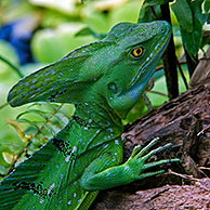 Emerald or Green Crested Basilisk (Basiliscus plumifrons) near water's edge, Costa Rica