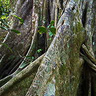 Buttress roots of Ficus tree (Ficus sp.), Manuel Antonio NP, Costa Rica