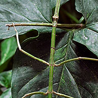 Stick insect (Phasmatoptera), Costa Rica