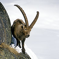 Alpine ibex (Capra ibex) feeding in rock face in winter, Gran Paradiso NP, Italy
