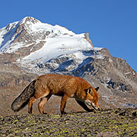 Red fox (Vulpes vulpes) in the mountains of the Alps in autumn, Gran Paradiso NP, Italy