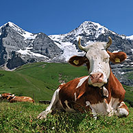 The Eiger mountain and Alpine cow (Bos taurus) with cowbell resting in pasture, Swiss Alps, Switzerland
