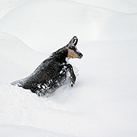 Chamois (Rupicapra rupicapra) foraging in deep powder snow in winter, Gran Paradiso National Park, Italian Alps, Italy
