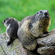 Alpine marmot (Marmota marmota) sitting on rock, Gran Paradiso NP, Italy