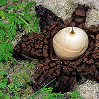 Collared earthstar (Geastrum triplex), Europe