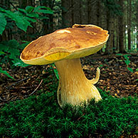 Bay bolete (Boletus badius), Belgium