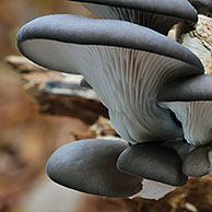 Oyster mushroom / Oyster bracket fungus (Pleurotus ostreatus) growing on tree trunk in forest, Belgium