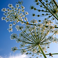 Common hogweed (Heracleum sphondylium), Belgium 