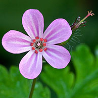 Herb robert flower (Geranium robertianum), Belgium