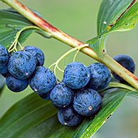 Common Solomon's Seal berries (Polygonatum multiflorum), Belgium