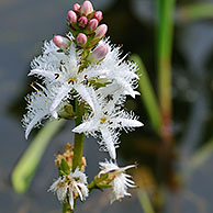 Buckbean / Bogbean flowering (Menyanthes trifoliata) in pond, Belgium