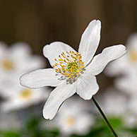 Wood anemones (Anemone nemorosa) flowering in spring forest, Germany