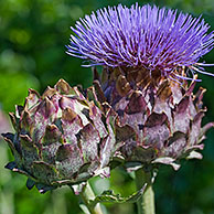 Cardoon / artichoke thistle (Cynara cardunculus) in flower, native to the Mediterranean