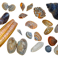 Rayed trough shell, Baltic tellin shell, Netted dog whelk, Acorn barnacle, Whelk, Necklace shell, Mussel, Atlantic jackknife, Wentletrap, American slipper limpet, Banded wedge shell, Cut trough shell, Pullet carpet shell, White piddock, Cockle