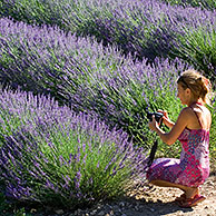 Tourist photographing lavender field (Lavendula sp.) in the Provence, France