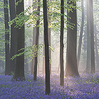 Bluebells (Scilla non-scripta / Endymion nonscriptus / Hyacinthoides non-scripta) in beech forest, Hallerbos, Belgium