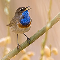 Bluethroat (Luscinia svecica) singing in willow bush
