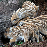 Wild boar (Sus scrofa) sow suckling piglets in spring spring, Germany