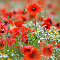 Field with red poppies (Papaver), Belgium