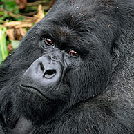 Close-up of Mountain gorilla (Gorilla gorilla beringei), member of the Susa group, Parc National des Volcans, Rwanda, Africa 