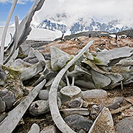 Whale bones and Gentoo Penguin (Pygoscelis papua) colony at Jougla Point; Palmer Archipelago, Antarctica