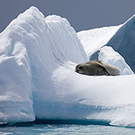Crabeater seal (Lobodon carcinophagus) resting on iceberg at Trinity Island, Antarctica